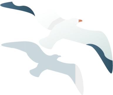 Page Introuvable Mouette