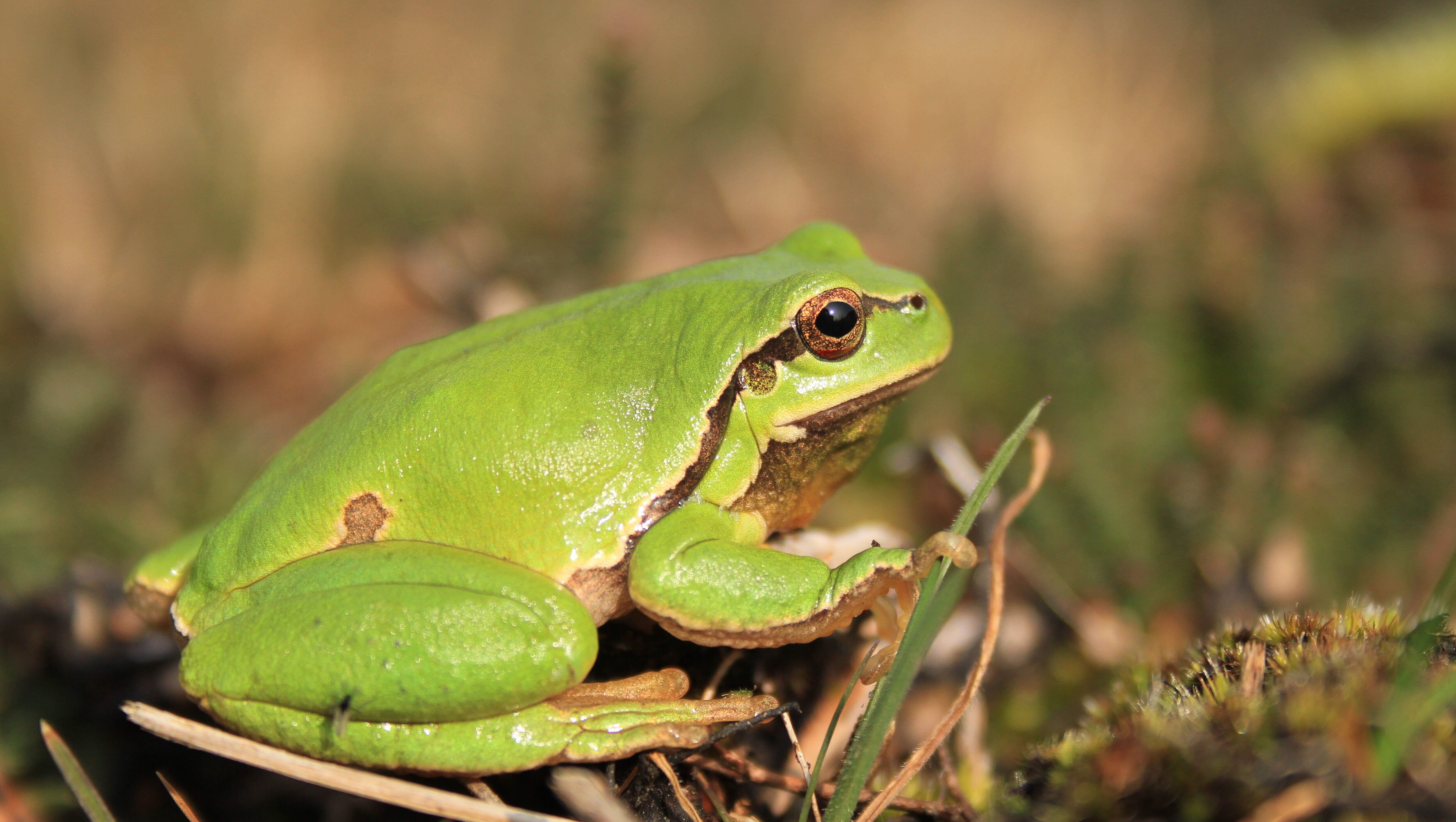 une grenouille verte dans l'herbe