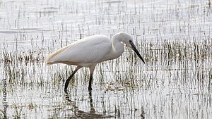 Aigrette garzette blanche qui marche dans l'eau
